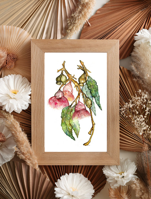 Native Australian Botanical Watercolour  - Gum Leaf Bottle Brush and Flower Print